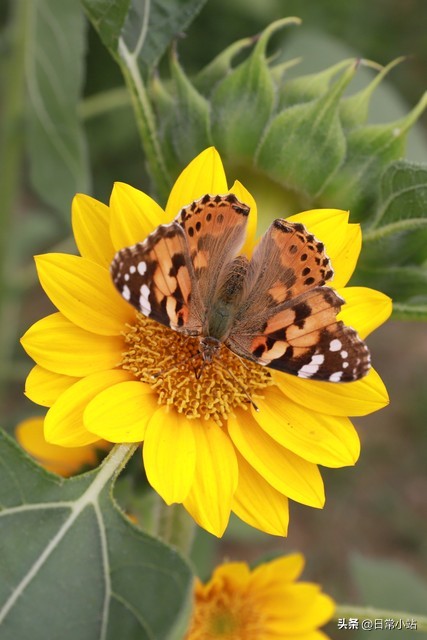 晚年重获新生_女明星晚年孤独_75岁独居生活